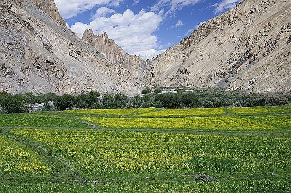 Himalaje Ladakhu